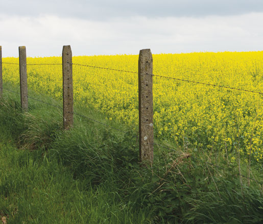 Le champ d’un cultivateur à la Somme. [Photo : Dan Black]